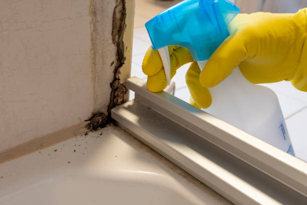 Best Attic Mold Remediation in Eggertsville, NY