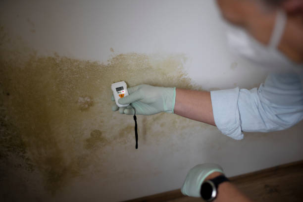 Best Commercial Mold Remediation in Eggertsville, NY