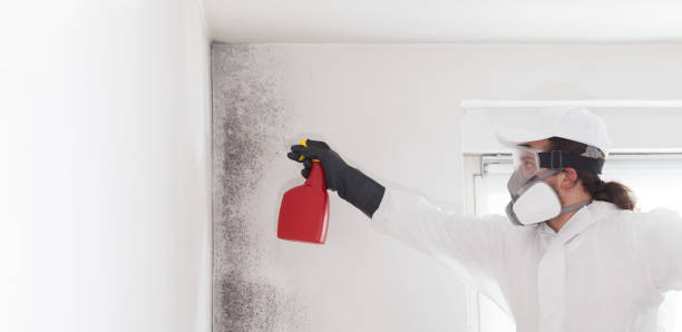 Best Post-Flood Mold Remediation in Eggertsville, NY