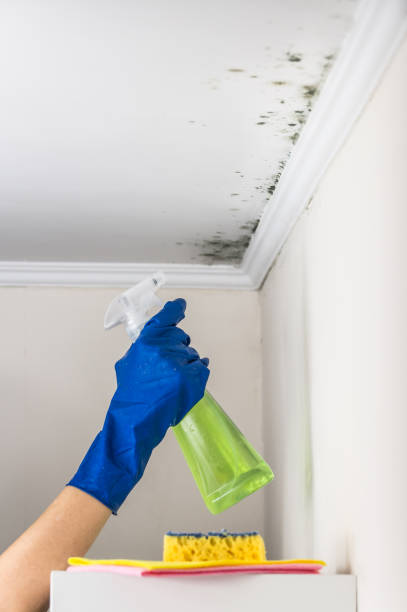 Best Industrial Mold Remediation in Eggertsville, NY
